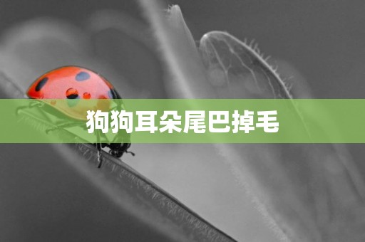 狗狗耳朵尾巴掉毛