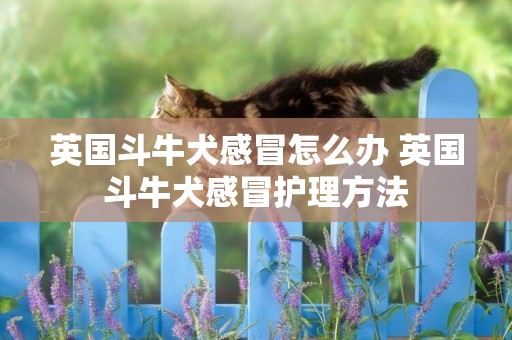英國斗牛犬感冒怎么辦 英國斗牛犬感冒護理方法