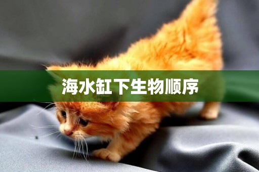海水缸下生物順序