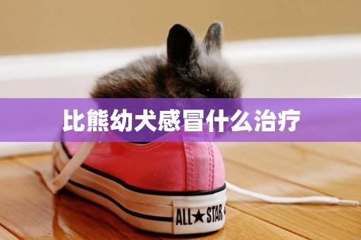 比熊幼犬感冒什么治療