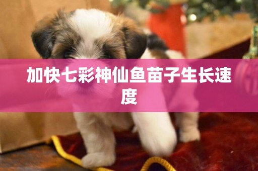 加快七彩神仙魚苗子生長速度