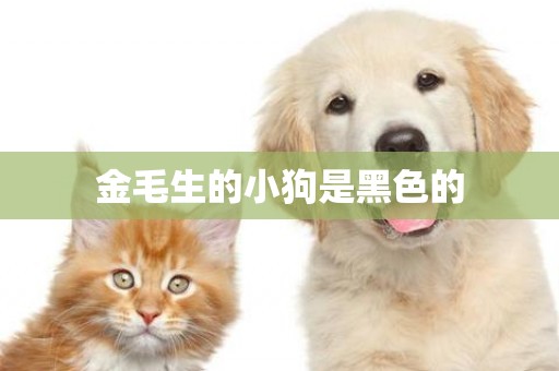 金毛生的小狗是黑色的