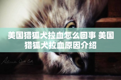 美國獵狐犬拉血怎么回事 美國獵狐犬拉血原因介紹