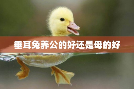 垂耳兔養公的好還是母的好