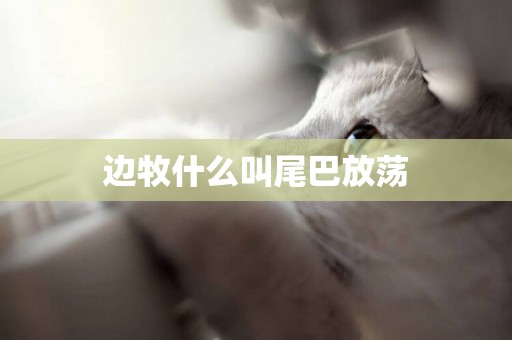 邊牧什么叫尾巴放蕩