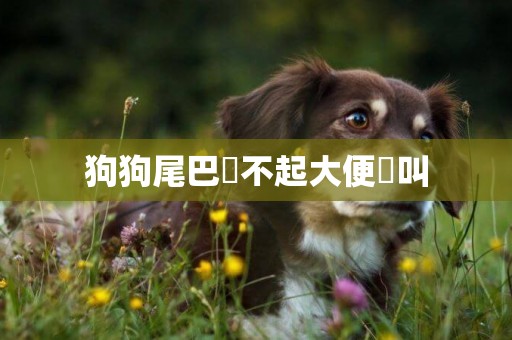 狗狗尾巴翹不起大便慘叫