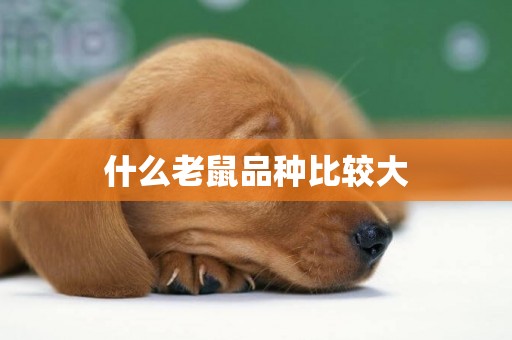 什么老鼠品種比較大
