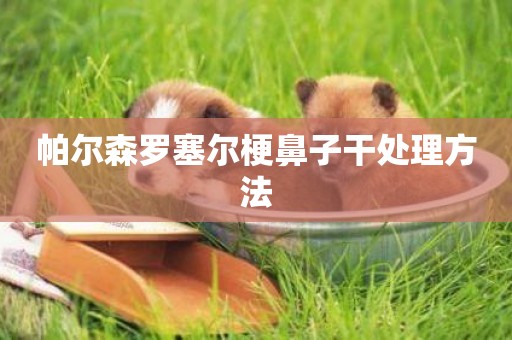 帕爾森羅塞爾梗鼻子干處理方法