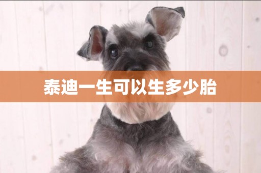 泰迪一生可以生多少胎