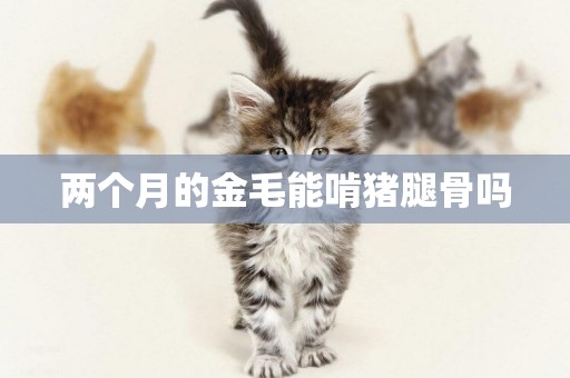 兩個月的金毛能啃豬腿骨嗎