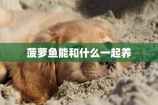 菠蘿魚能和什么一起養
