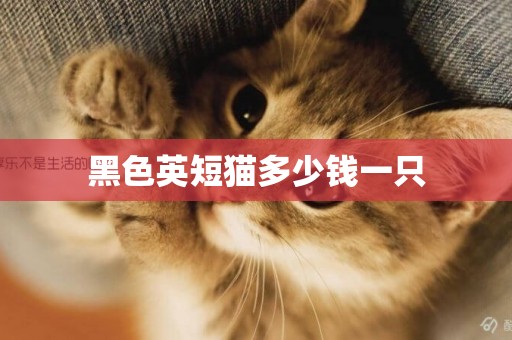 黑色英短貓多少錢一只