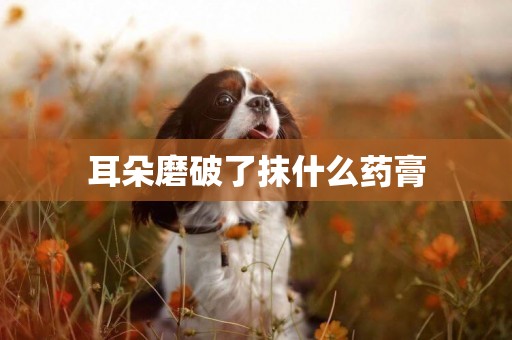 耳朵磨破了抹什么藥膏