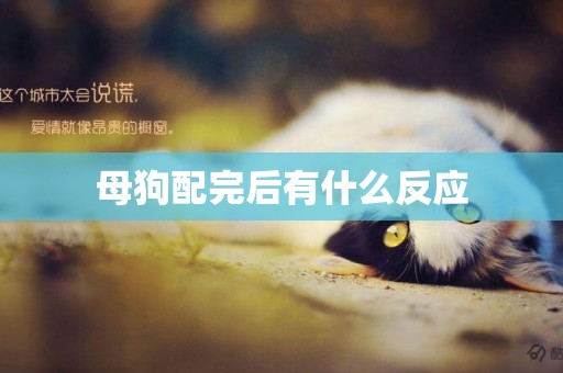 母狗配完后有什么反應