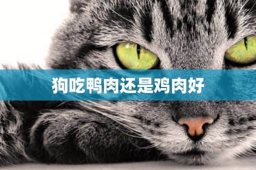 狗吃鴨肉還是雞肉好