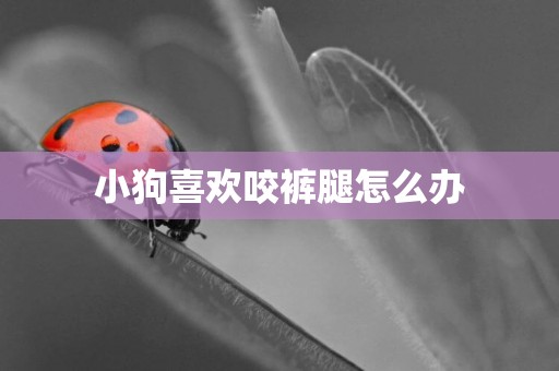 小狗喜歡咬褲腿怎么辦