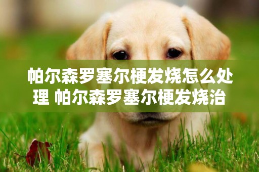 帕爾森羅塞爾梗發燒怎么處理 帕爾森羅塞爾梗發燒治療方法
