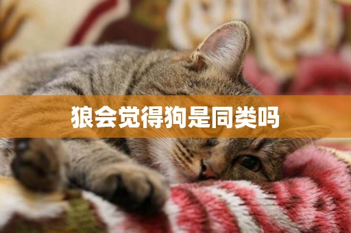 狼會覺得狗是同類嗎