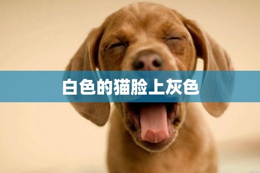 白色的貓臉上灰色