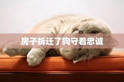 房子拆遷了狗守著忠誠
