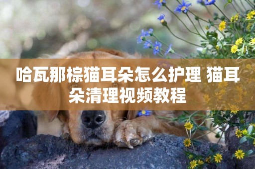 哈瓦那棕貓耳朵怎么護理 貓耳朵清理視頻教程