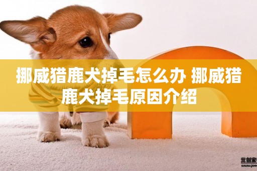 挪威獵鹿犬掉毛怎么辦 挪威獵鹿犬掉毛原因介紹