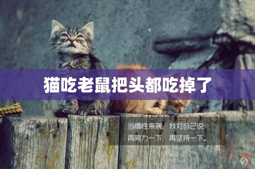 貓吃老鼠把頭都吃掉了