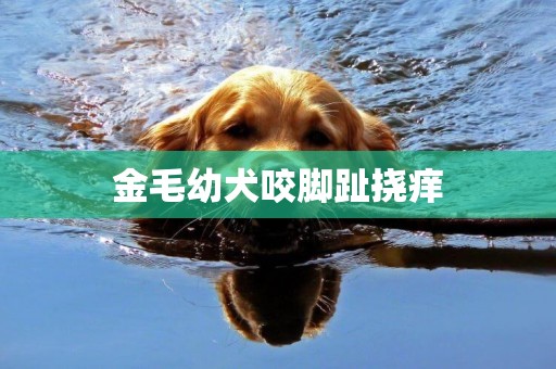 金毛幼犬咬腳趾撓癢