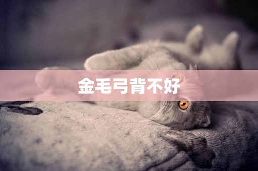 金毛弓背不好