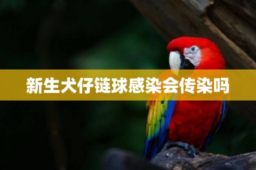 新生犬仔鏈球感染會傳染嗎