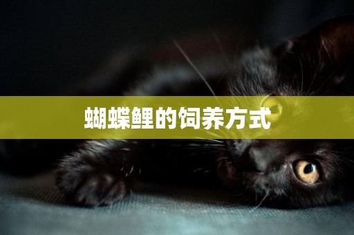 蝴蝶鯉的飼養方式