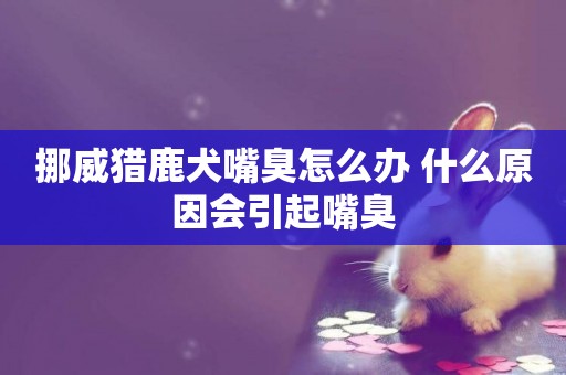 挪威獵鹿犬嘴臭怎么辦 什么原因會引起嘴臭