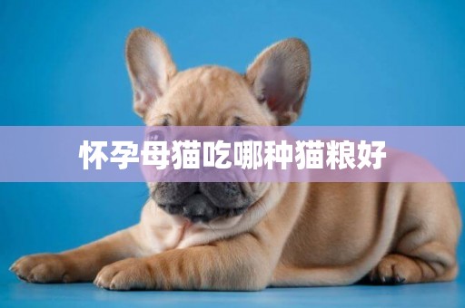 懷孕母貓吃哪種貓糧好