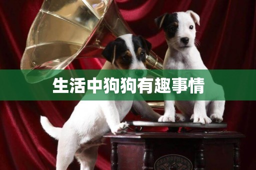 生活中狗狗有趣事情