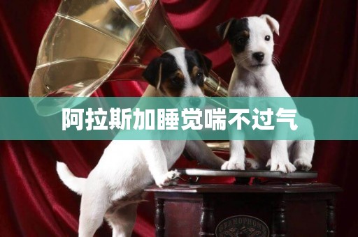 阿拉斯加睡覺喘不過氣