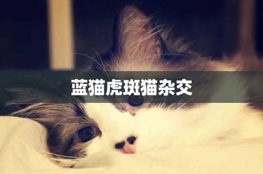 藍貓虎斑貓雜交