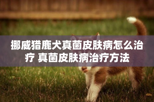 挪威獵鹿犬真菌皮膚病怎么治療 真菌皮膚病治療方法