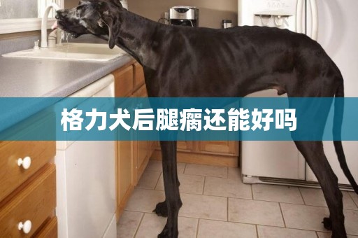 格力犬后腿瘸還能好嗎
