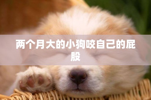 兩個月大的小狗咬自己的屁股