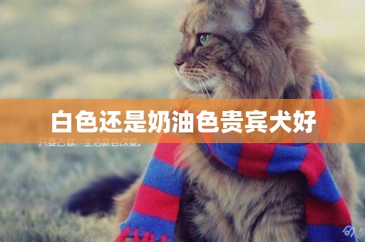 白色還是奶油色貴賓犬好