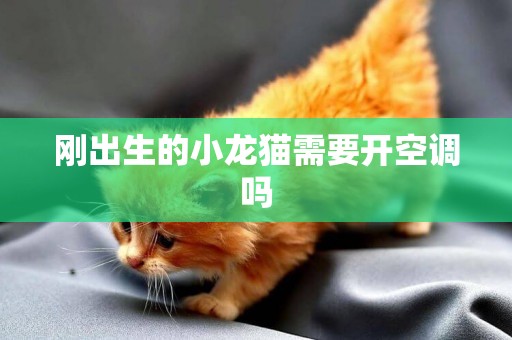 剛出生的小龍貓需要開空調嗎
