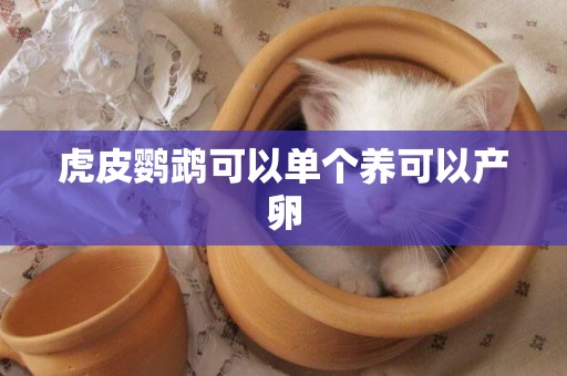 虎皮鸚鵡可以單個養可以產卵