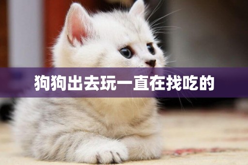 狗狗出去玩一直在找吃的