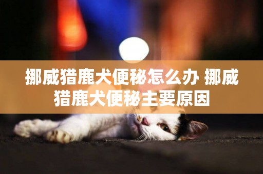 挪威獵鹿犬便秘怎么辦 挪威獵鹿犬便秘主要原因