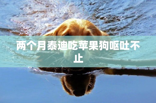 兩個月泰迪吃蘋果狗嘔吐不止