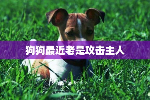 狗狗最近老是攻擊主人