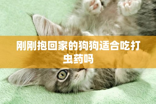剛剛抱回家的狗狗適合吃打蟲藥嗎