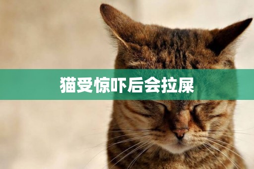 貓受驚嚇后會拉屎