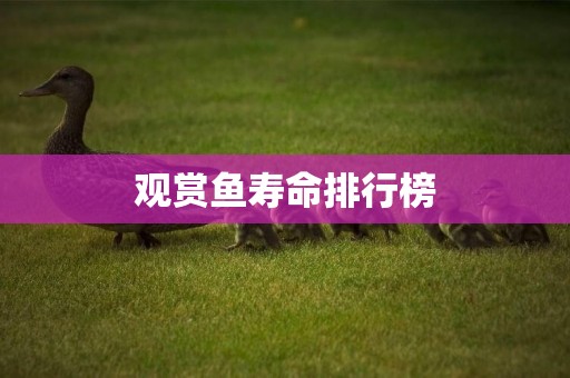 觀賞魚壽命排行榜