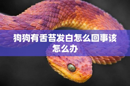 狗狗有舌苔發白怎么回事該怎么辦